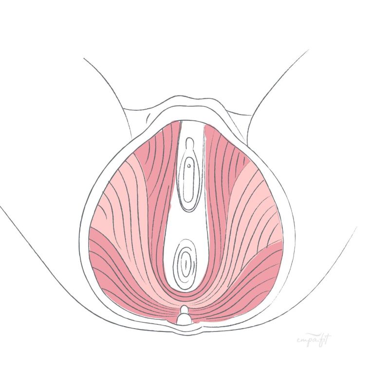 Innere Schicht des weiblichen Beckenboden