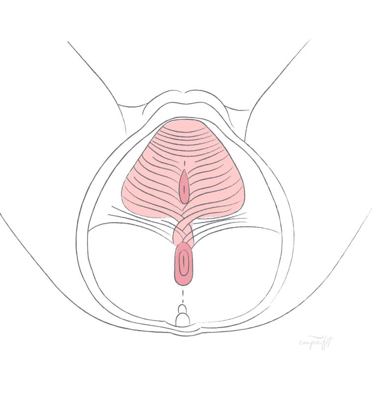 Mittlere Schicht des weiblichen Beckenboden
