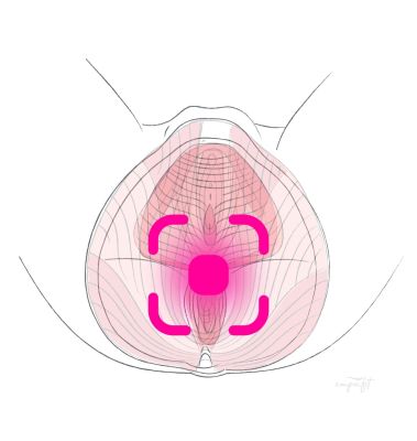 Die Rolle der Beckenbodenmuskulatur