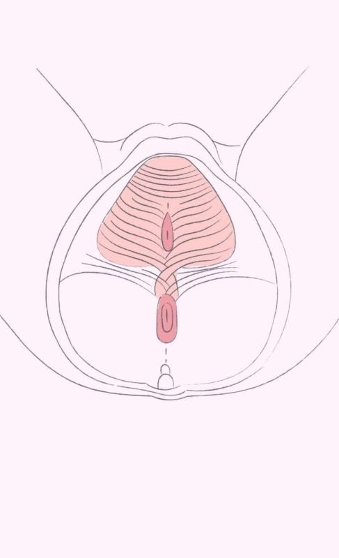 Beckenboden einer Frau