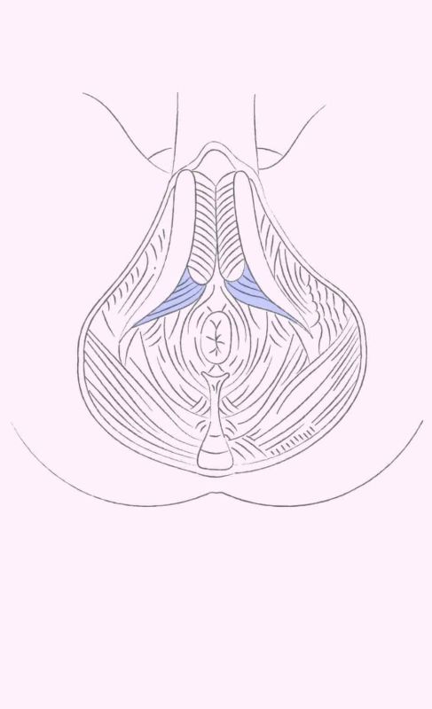 Beckenboden eines Mannes