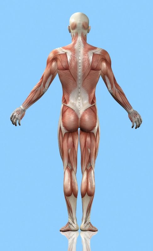 Unterstützt die Aktivierung Ihrer Tiefenmuskulatur