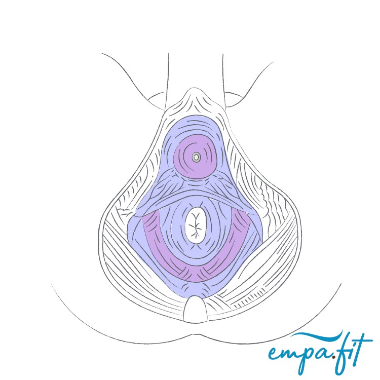 Beckenboden, empa.fit, empafit, Training, Effektiv, Blasenschwäche, Inkontinenz, Kegelübungen, Wieder richtig anspannen, EMP Chair, Beckenbodenstuhl, Potenz, Rückbildung, Potent, Libido, Sexualität, pelvi.fit