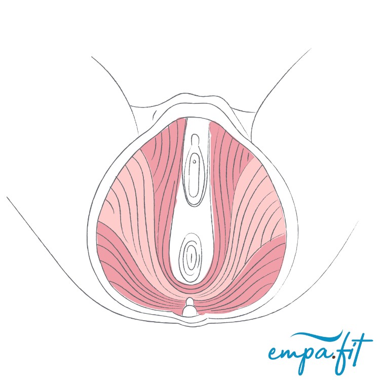 Beckenboden, empa.fit, empafit, Training, Effektiv, Blasenschwäche, Inkontinenz, Kegelübungen, Wieder richtig anspannen, EMP Chair, Beckenbodenstuhl, Potenz, Rückbildung, Potent, Libido, Sexualität, pelvi.fit